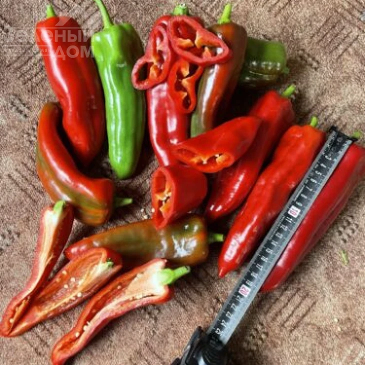 Коник F1 / Konik F1, 60 дней фото 2