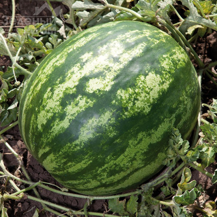 Балу (KS 165) F1 / Balu (KS 165) F1,85-90 днів фото 1