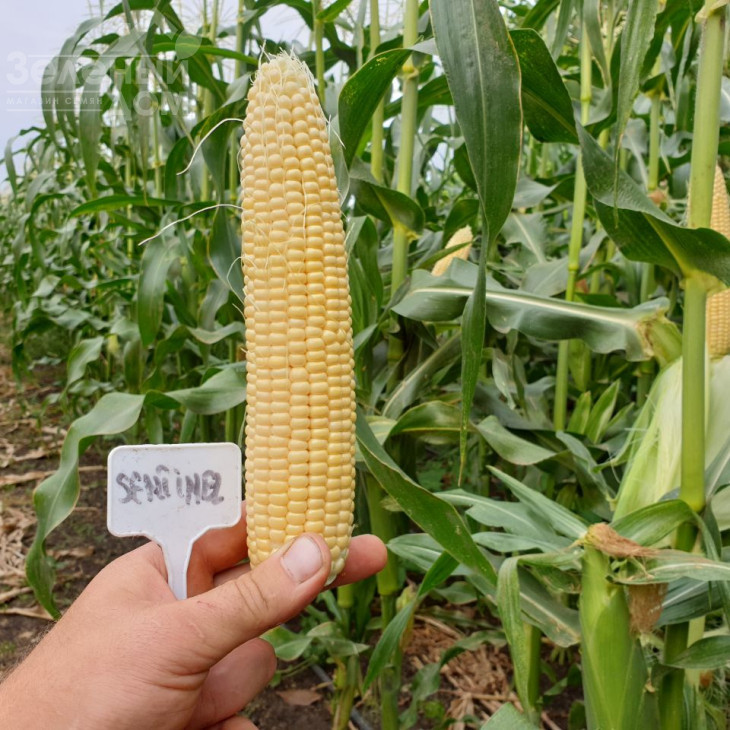 Сентінель F1 / Sentynel F1,73-75 днів фото 3