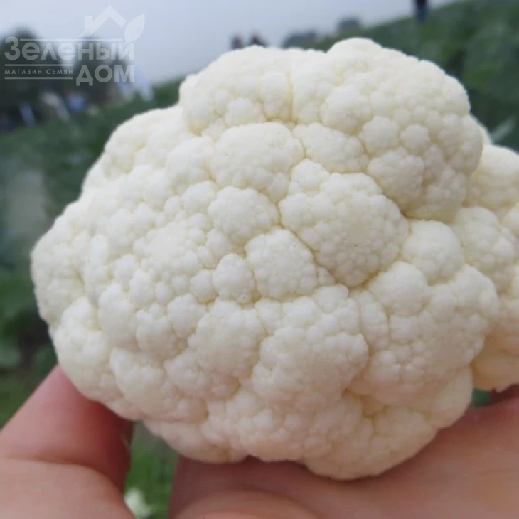 Ардент F1 / Ardent F1,80-85 дней фото 4