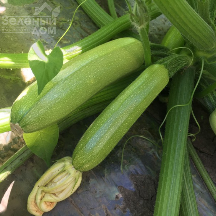 Ардендо 174 F1 / Ardendo 174 F1,40-45 днів фото 1