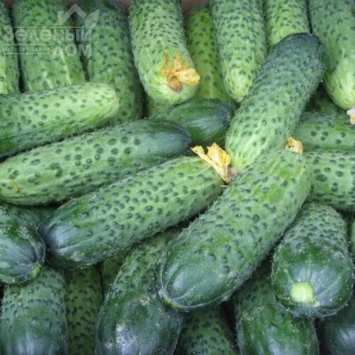 Герміна F1 / Germina F1 фото 2