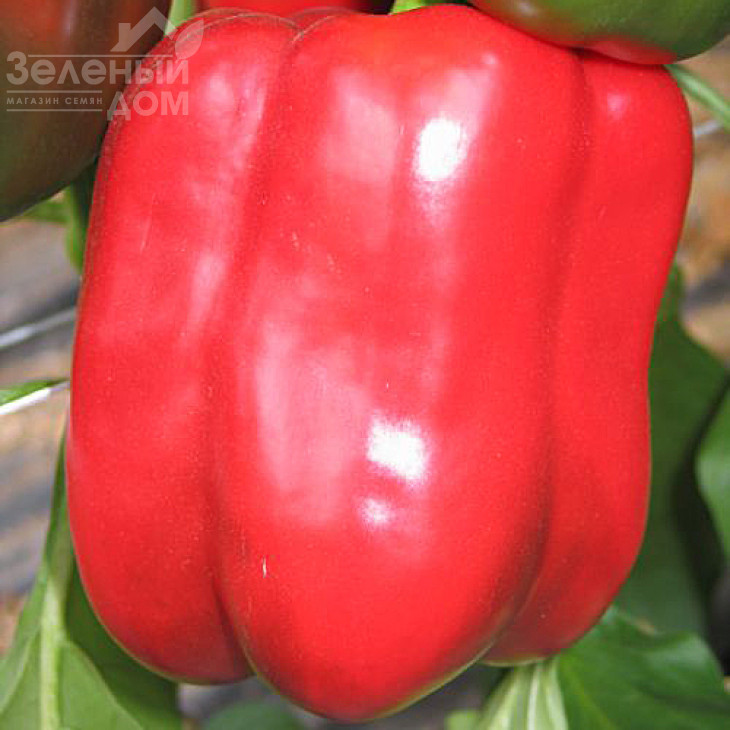 Телестар F1 / Telestar F1 ,60-62 дні фото 2