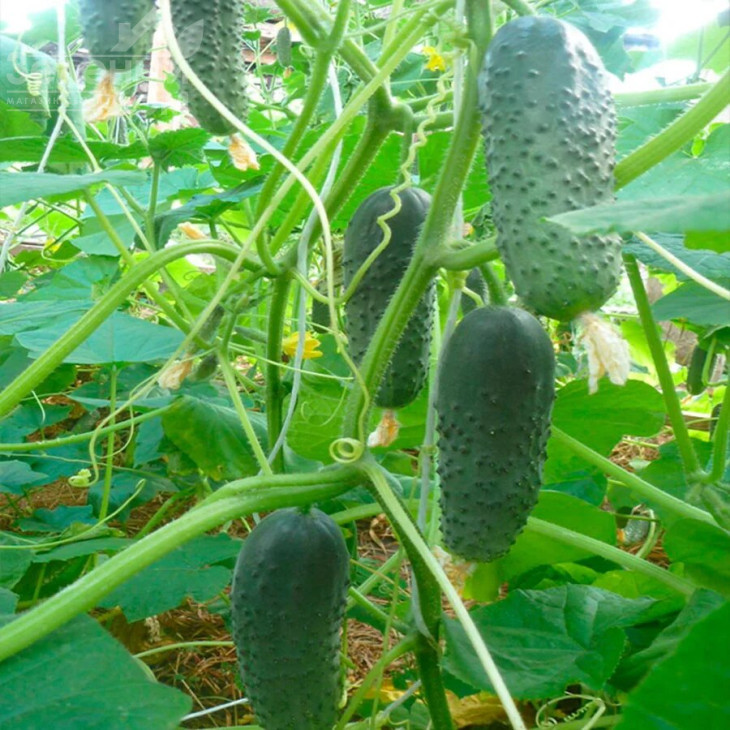 Аня F1 (SM 5341) / Anya F1 (SM 5341),40-45 днів фото 1