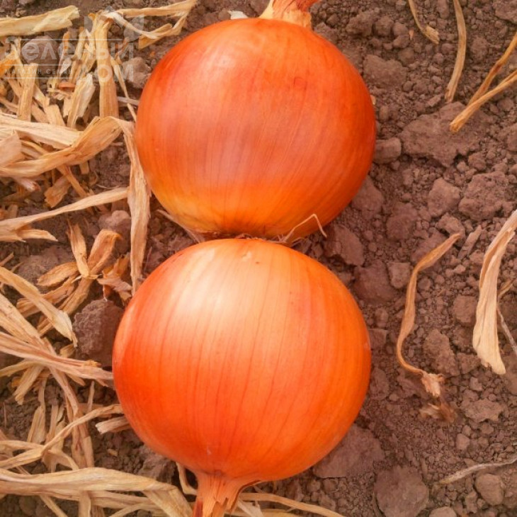 Дерек F1 / Derek F1,115-120 днів фото 1