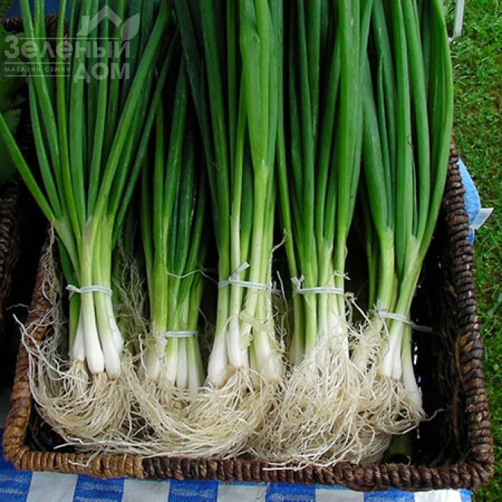 Савел / Savel,65-75 дней фото 1