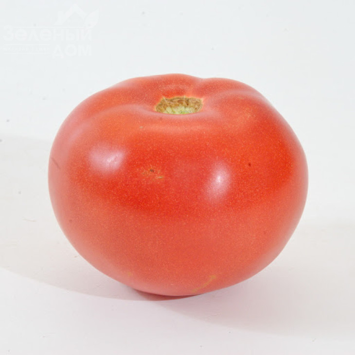 Фенда F1 / Fenda F1,60-65 днів фото 1