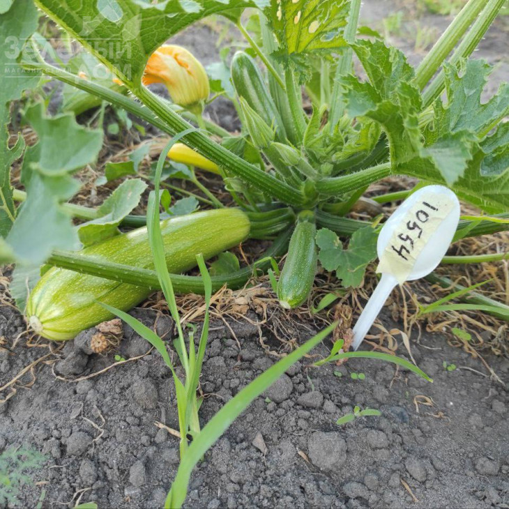 Мерлін (INX 10554) F1 / Merlin (INX 10554) F1 фото 4