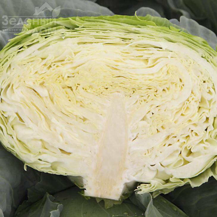 Мавунор F1 / Mavunor F1,80-85 днів фото 2