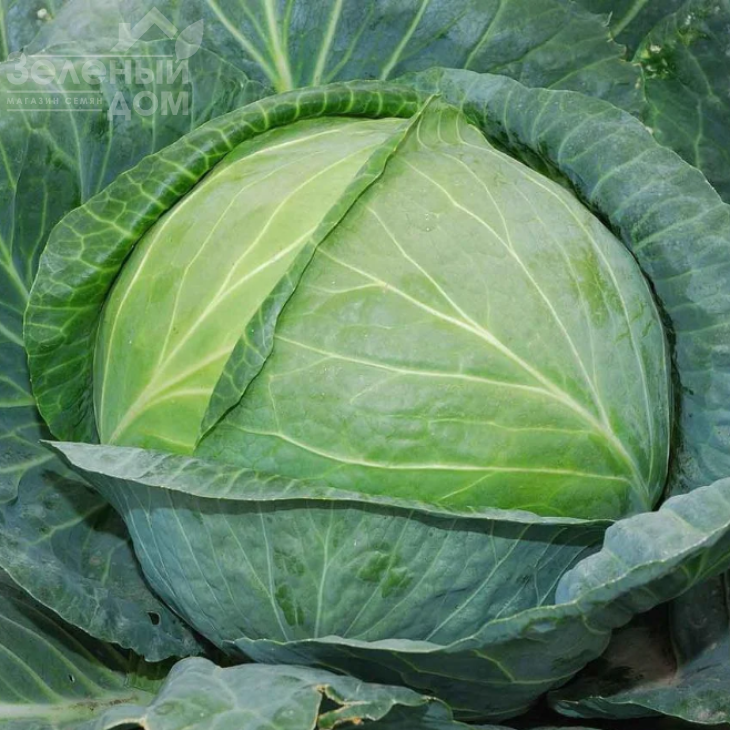 Кастелло F1 / Castello F1,80 днів фото 1