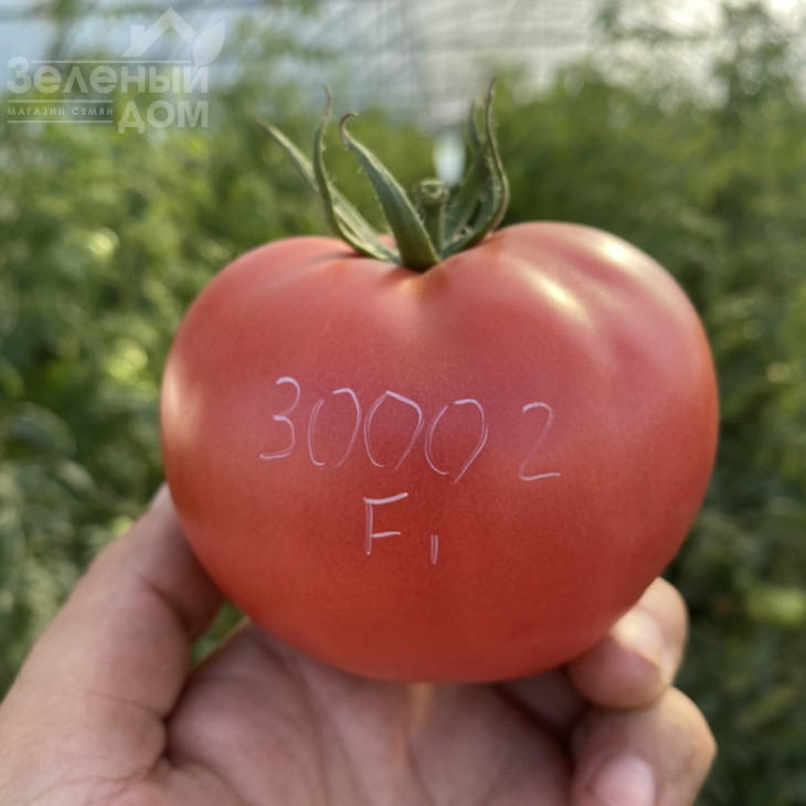 ТЛ 30002 F1 / TL 30002 F1, 60-65 днів фото 1