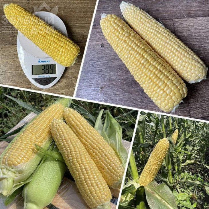 Світ Лакі F1 / Sweet Lucky F1,70-72 дні фото 3