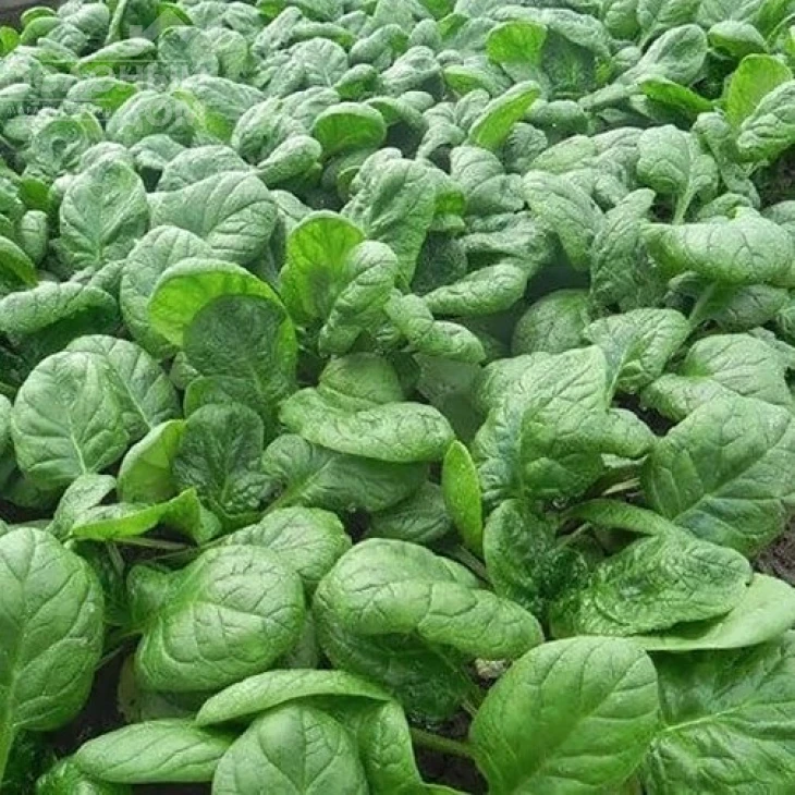 Грета F1 / Greta F1, 55 дней фото 1