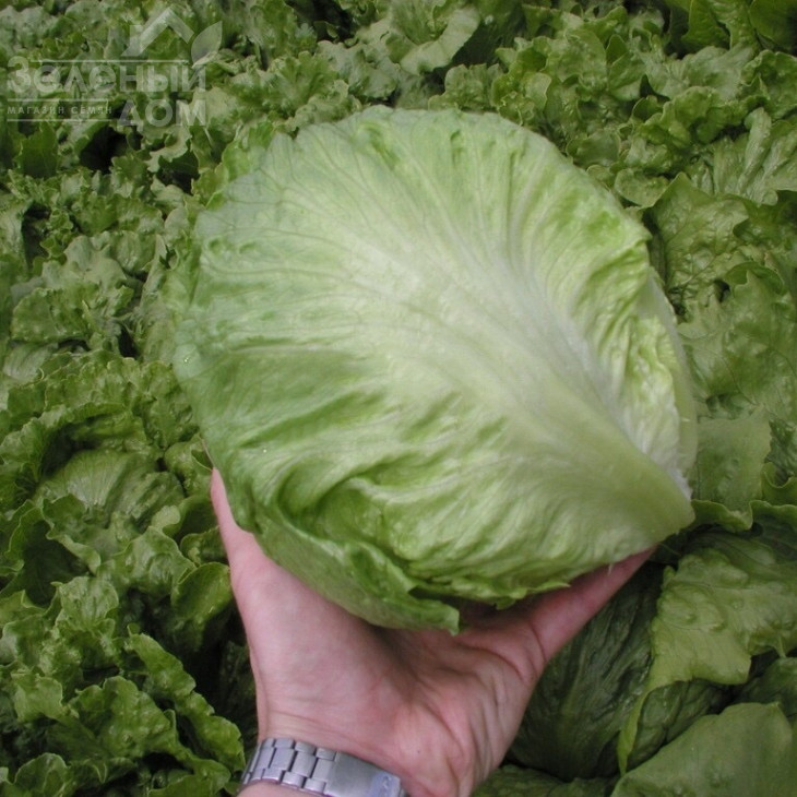 Максімо / Maximo фото 1