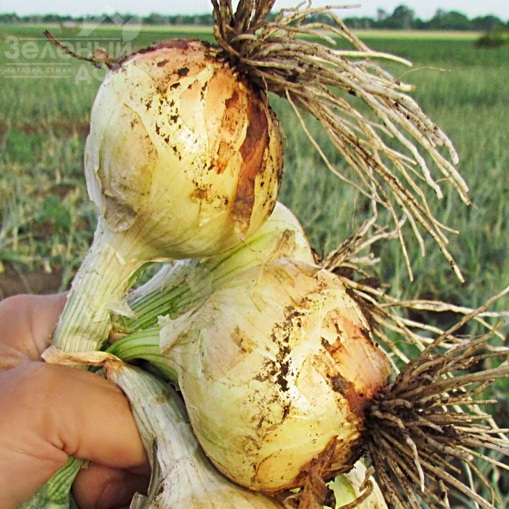 Булат F1 / Bulat F1 фото 1