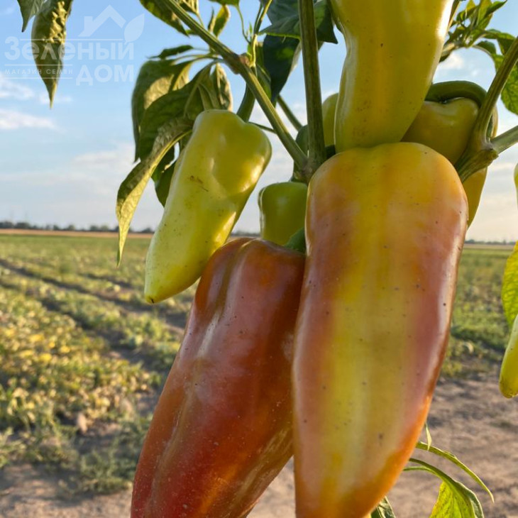 Дует F1 / Duet F1,62-67 днів фото 3