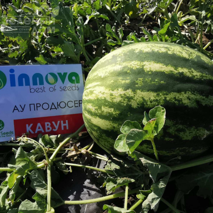 АУ Продюсер / AU Producer,75 днів фото 3