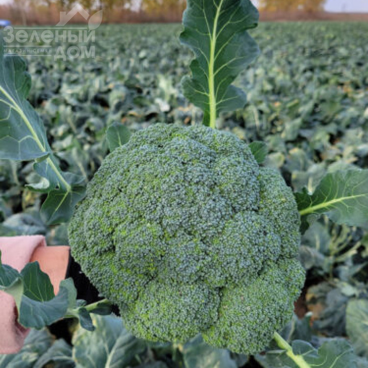 Трібека F1 / Trybeka F1, 70-75 днів фото 1