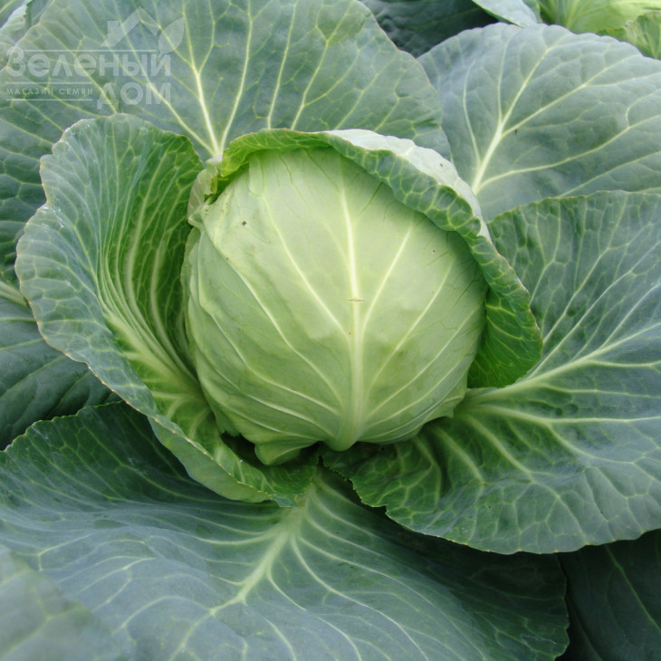 Калібро F1 / Kalibro F1,85-90 днів фото 1