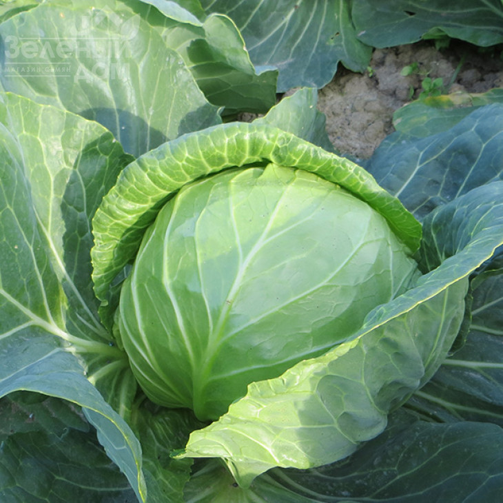 Констебль F1 / Constebl F1,52-55 днів фото 1