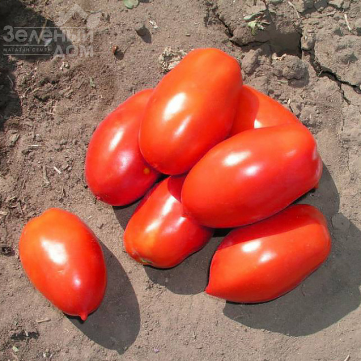 Інкас F1 / Incas F1,95-100 днів фото 2