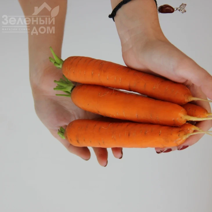 Руфина F1 / Rufina F1 фото 1