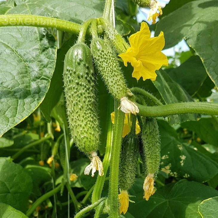 Уникум F1 / Unikum F1,42 дня фото 1