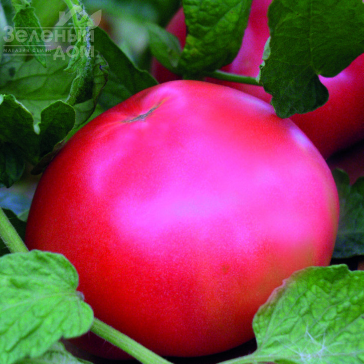 Корнієвський / Korneevskyi фото 1