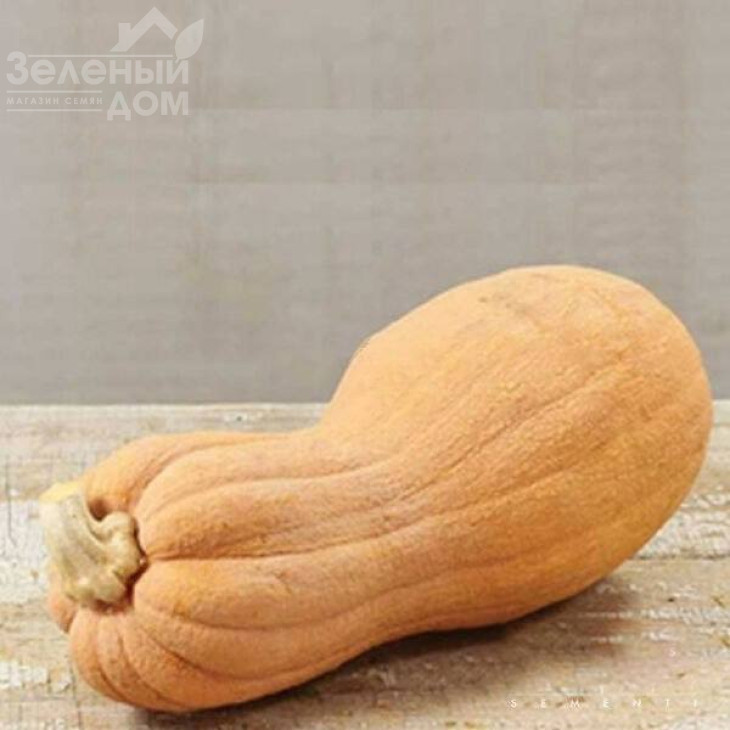 Віоліна / Violina фото 1