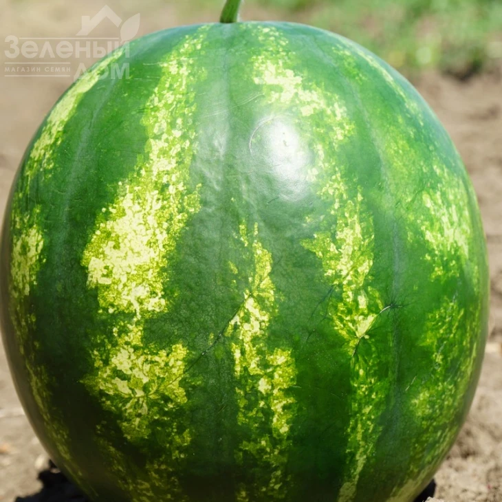 Целин F1 / Celin F1,60 дней фото 1