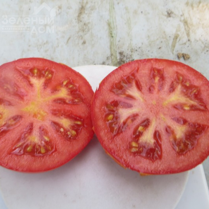 Целестін F1 / Celestin F1,65 днів фото 3