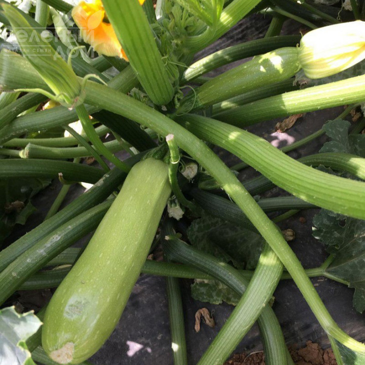 Ясна F1 / Yasna F1,40-45 днів фото 1