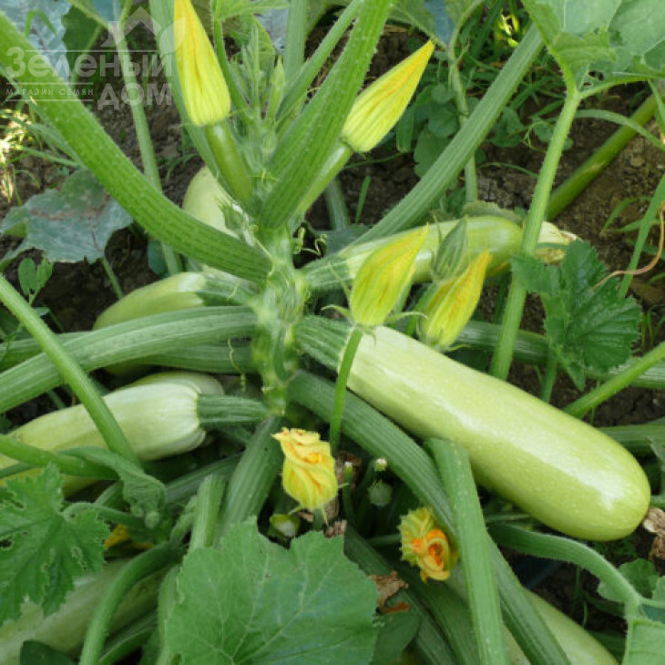 Немо F1 / Nemo F1,45 дні фото 2