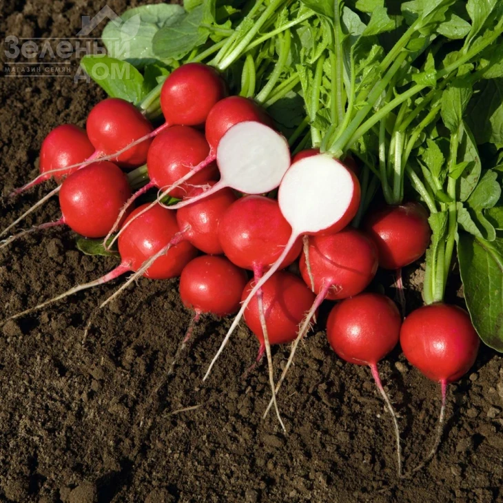 Ровер F1 / Rover F1,18-25 дней фото 2