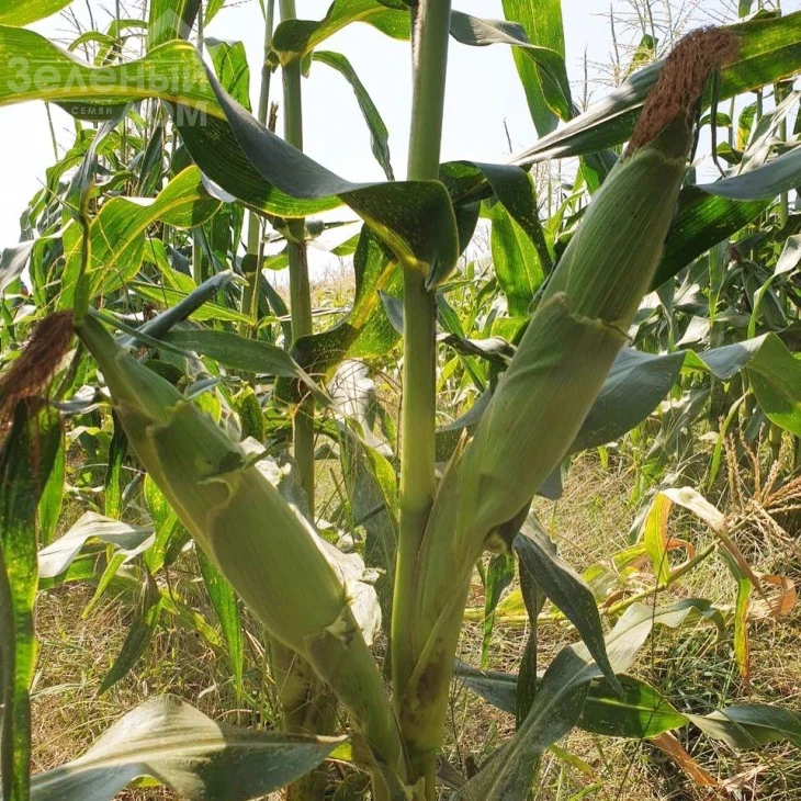 3517 F1 / 3517 F1,75 дней фото 2