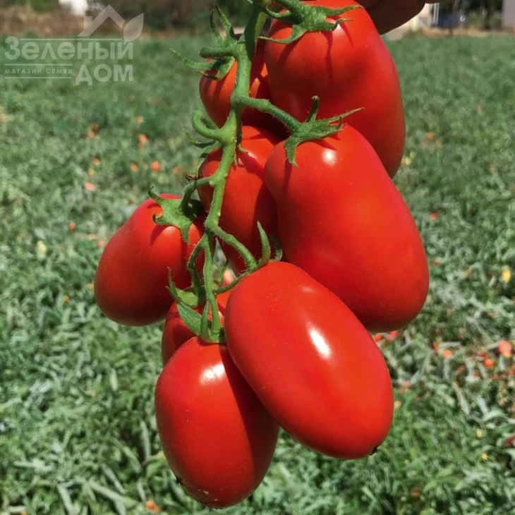 Янус F1 / Yanus F1, 70-75 дней фото 1