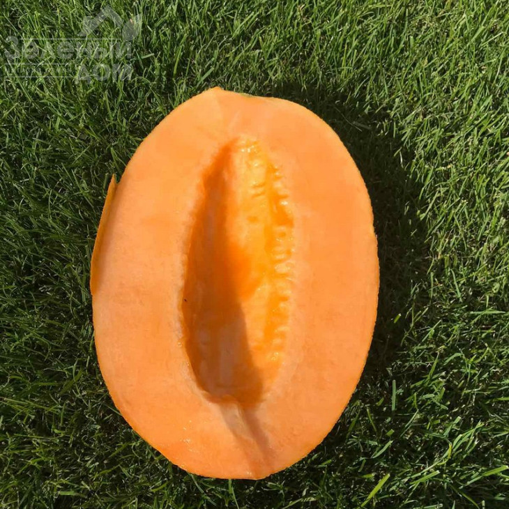 Мілан F1 / Milan F1,67-70 днів фото 3