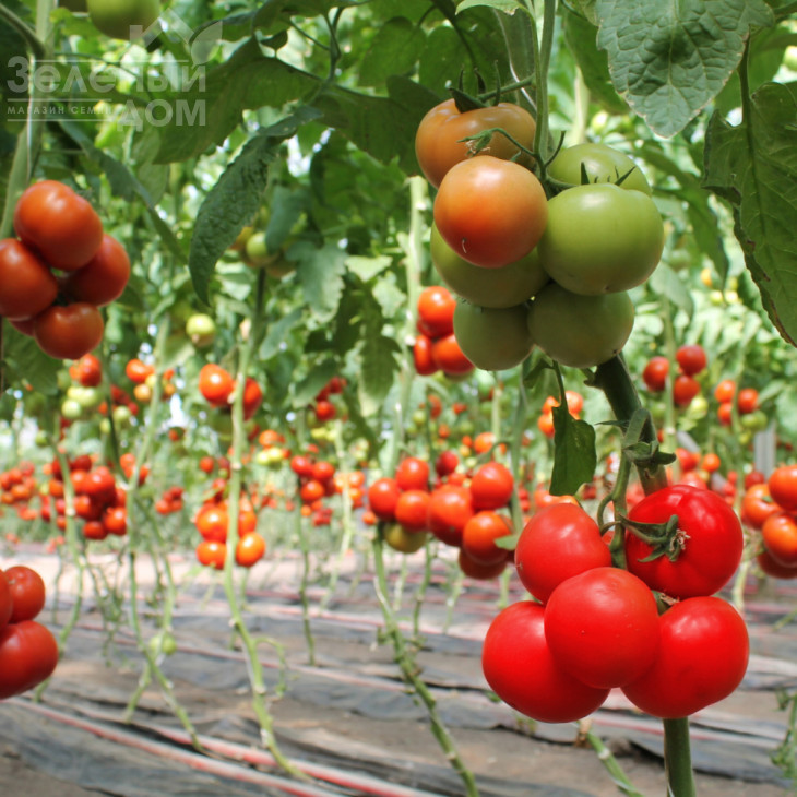 Барібін F1 / Baribin F1 фото 2