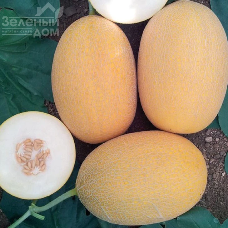 Локум F1 / Lokum F1,70-75 дней фото 2