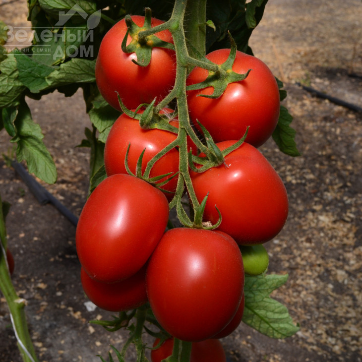 ТС 02-0255 F1 / TS 02-0255 F1 фото 2