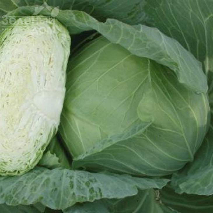 ОТМ Квін F1 / Autumn Queen F1,75-80 днів фото 3