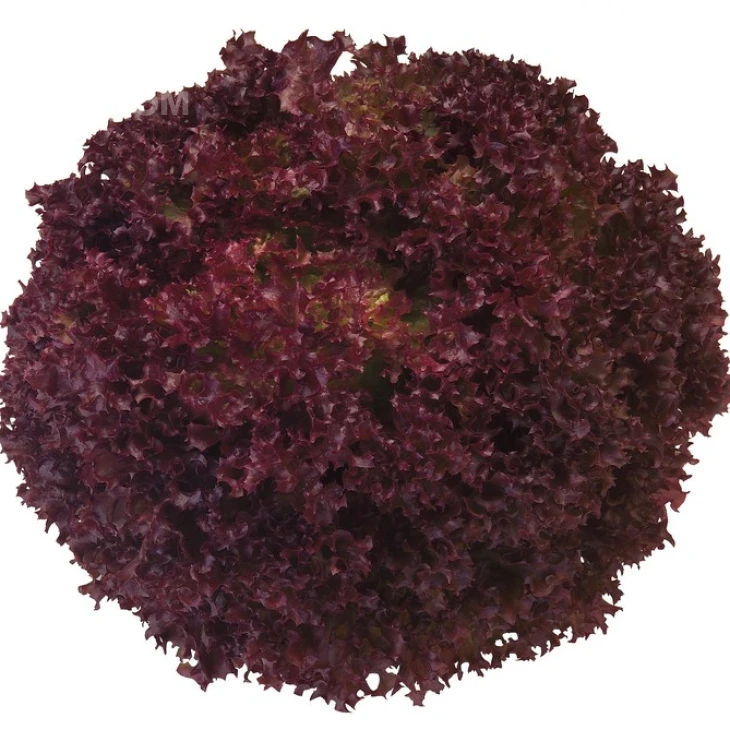 Конкорд / Concorde фото 2