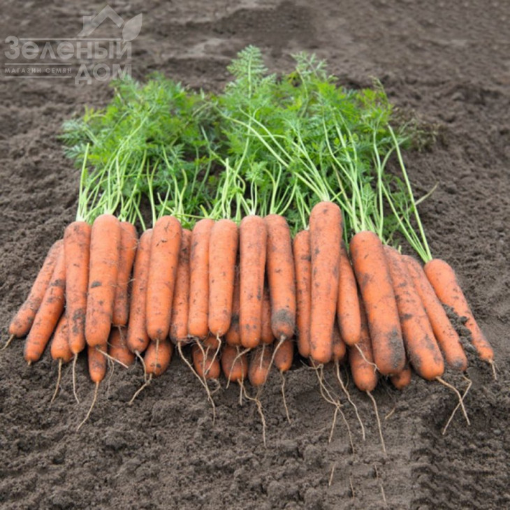 Новара F1 / Novara F1, 115 днів фото 1