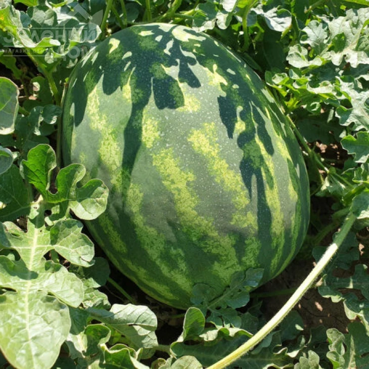 Оранж Лакшери F1 / Orange Luxury F1, 70-73 дня фото 2