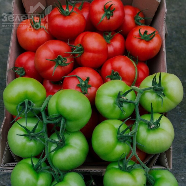 Бодерін F1 / Boderin F1,58-60 днів фото 2