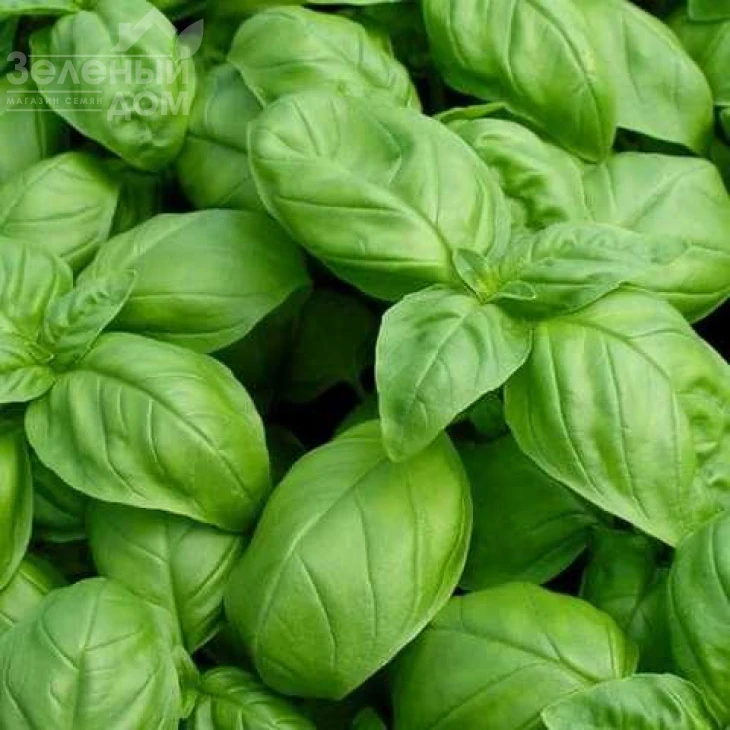 Геновезе / Genoveze фото 1