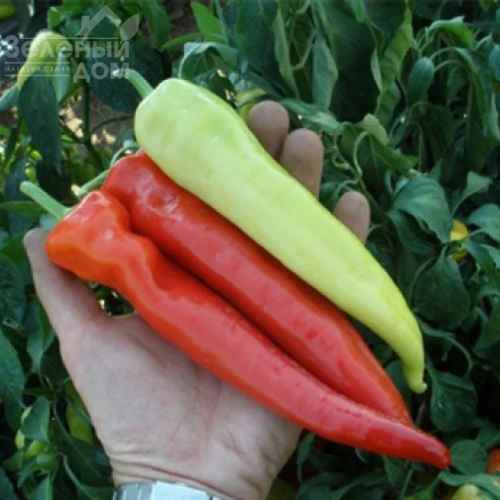 Семарог / Semaroh,60-70 дней фото 1