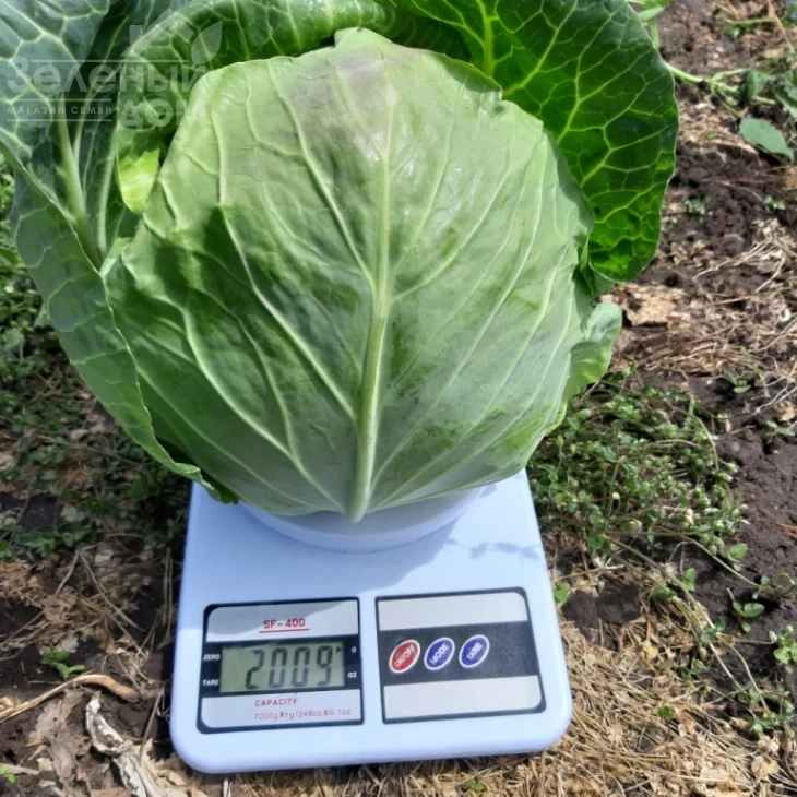 Ксена F1 / Ksena F1, 65-70 дней фото 4