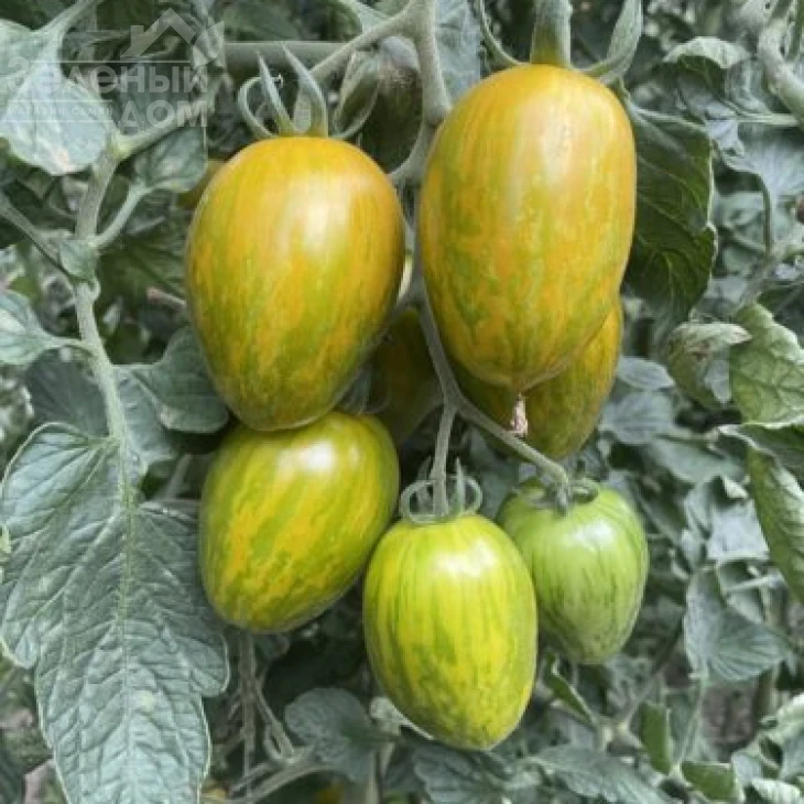 Корвалис F1 / Korvalis F1, 95 дней фото 3