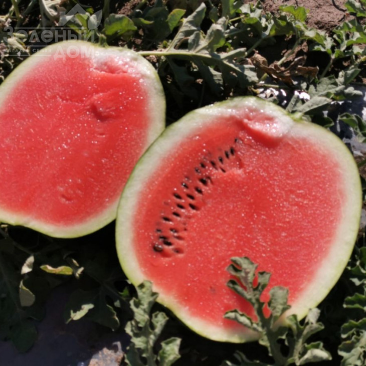 Техас F1 (INX 1724) / Tehas F1 (INX 1724),62-65 днів фото 1